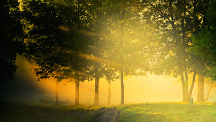 Rays of the sun through the foliage of trees in the fog. Sunset or sunrise