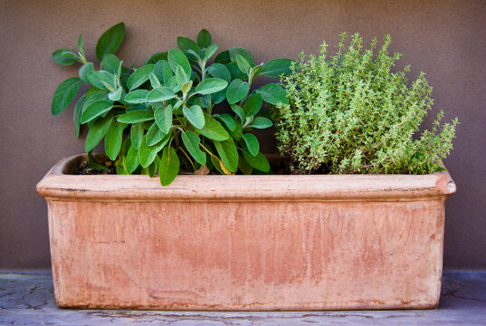 Clay pot with aromatic sage and thyme plants on a wooden bench outdoors in France in spring.