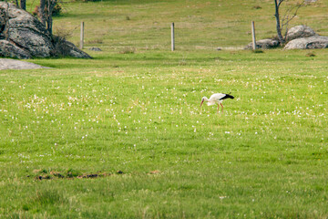 Obraz na płótnie Canvas Stork foraging for food in the grass of a meadow