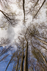Bottom view of trees and sky in forest in autumn.