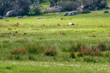 Stork foraging for food in the grass of a meadow
