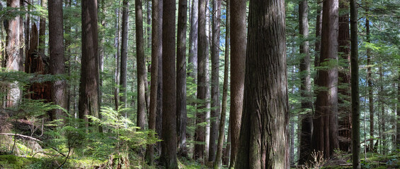 Fototapeta na wymiar Scenic Forest with green trees. Sunny Spring Season. Buntzen Lake Trail, Anmore, Vancouver, British Columbia, Canada.