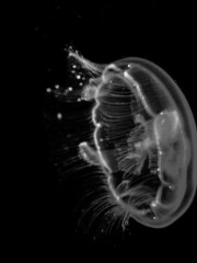 jellyfish in water