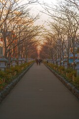 Obraz premium 帰り道