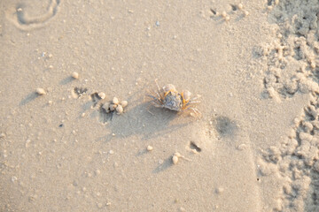 A ghost crab on the white sand beach. Taking shot from top view.