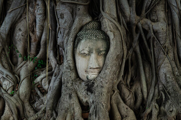 The head of an ancient buddha statue It is covered with tree roots that last for many years. Famous tourist attraction in Ayutthaya, Thailand.