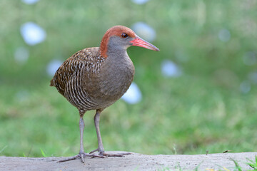 amaze grey chest red head pink bills and banded wings bird with long legs and toe standing on dirt...