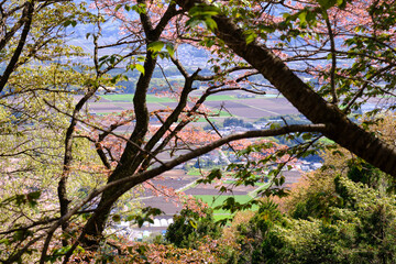 コントラストが鮮やかな山桜