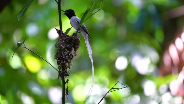 White Asian Paradise Flycatcher Amur Paradise-flycatcher, Terpsiphone Monarchidae male flying to nest for feed baby.