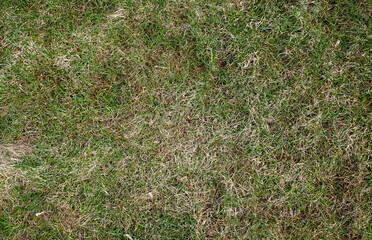 Green natural grass as background and texture