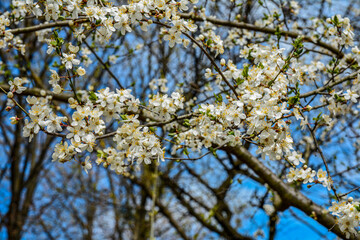 Yellow plum tree in bloom.Plum tree in blossom.