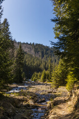 Fototapeta na wymiar Pine forest and mountain river with blue sky at background.