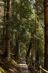 Walkway with wooden fence between spruce trees in forest.