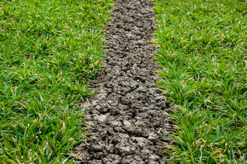close up of wheat sprouts and technical trail with soil in the middle