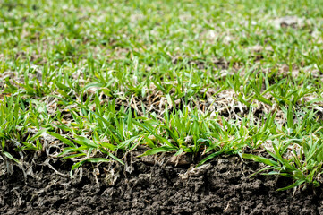 close up, macro, spring wheat sprouts, slice of soil