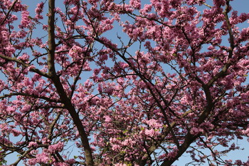 Cercis siliquastrum, European crimson, or Judas tree abundant flowering 