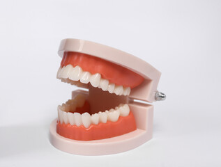 Human jaw model isolated on white background