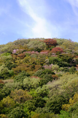 Fototapeta na wymiar コントラストが鮮やかな山桜