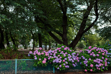 紫陽花　野花