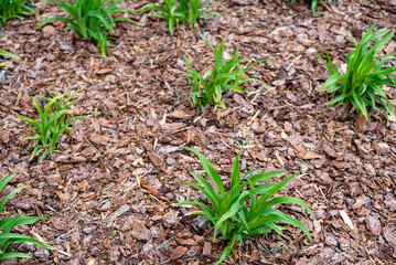 A flowerbed of lilies that have just grown in the spring
