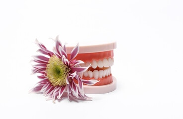 Model of human jaw with a flower isolated on a white background. Romantic concept