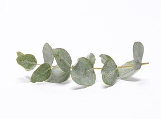 Eucalyptus sprig isolated on white background © splitov27