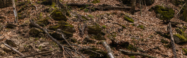 Dry leaves and stones in moss on hill in forest, banner.