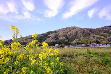 コントラストが鮮やかな山桜の空撮