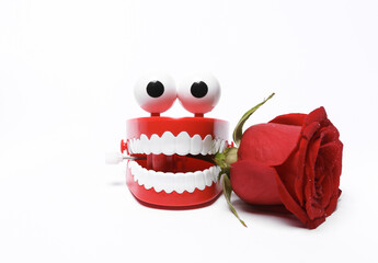 Romantic love, valentine's day concept. Toy clockwork jaw with red rose isolated on white background