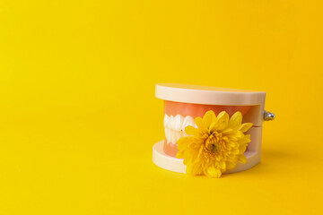 Romantic love, valentine's day concept.  Human jaw model with yellow flower on yellow background