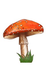 Hand drawing mushrooms on white background clipart