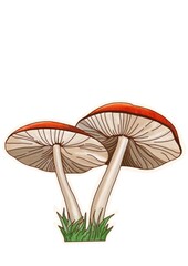 Hand drawing mushrooms on white background clipart