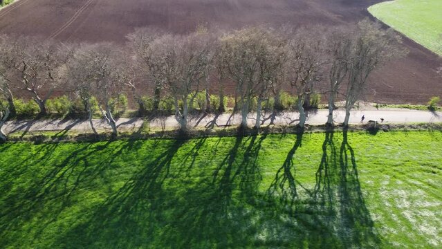 Famous Dark Hedges in Northern Ireland - aerial view drone footage