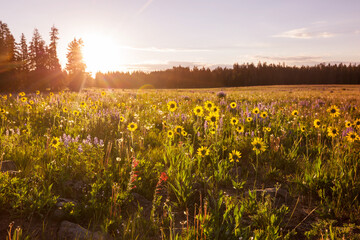 Mountains meadow
