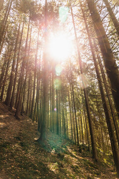 Sunshine and trees on hill in mountains. © LIGHTFIELD STUDIOS