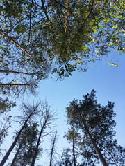 Bright green yellow trees on blue sky background. Sunny day in forest. Autumn landscape. Nature protection concept.