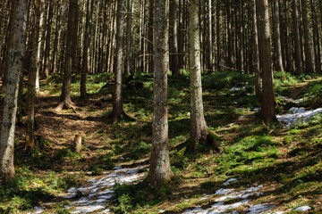 Snow on hill in mountain forest.