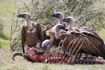 White-backed Vultures at a fresh Blue Wildebeest carcass, Etosha National Park, Namibia