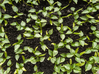 Top view of small pepper sprouts.