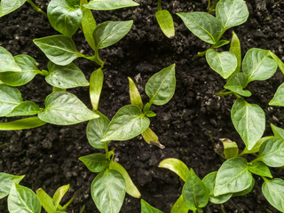 Top view of small pepper sprouts. Close-up.