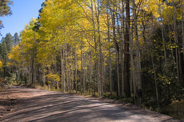 Dirt Road Autumn Aspen.