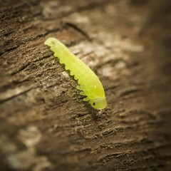 A small caterpillar on a wooden pole.