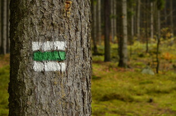 Fototapeta premium sign in the forest