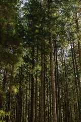 Tall pine trees in forest.
