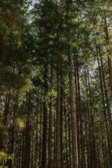 Obraz premium Tall pine trees in forest.