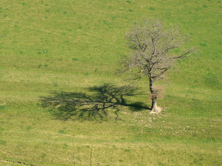 arbre isolé et son ombre