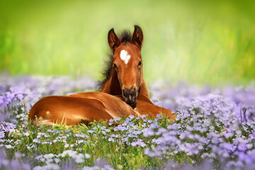 horse in the meadow - 501765027