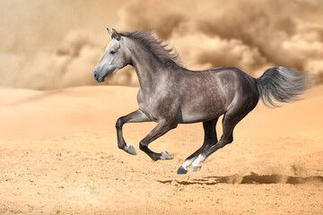 Fototapeta na wymiar White stallion free run