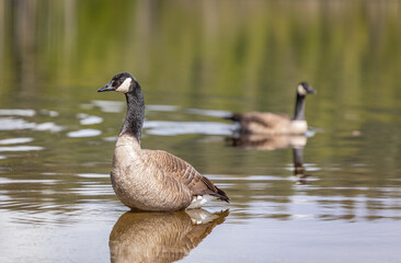 Naklejka na ściany i meble Canadian Goose. Portrait of a canadian goose branta goose on a lake