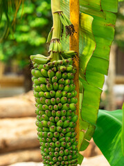 Close up a bunch of tiny green banana, musa chiliocarpa back.